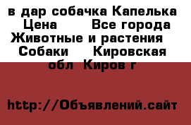 в дар собачка Капелька › Цена ­ 1 - Все города Животные и растения » Собаки   . Кировская обл.,Киров г.